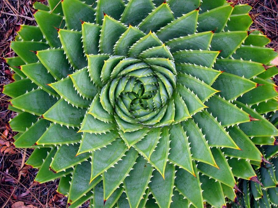 Fibonacci Spirals