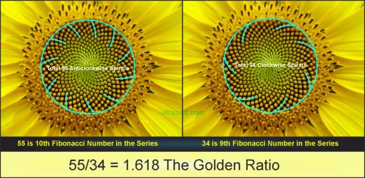 Fibonacci Sunflower